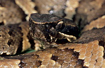 Juvenile Western cottonmouth snake {Agkistrodon piscivorus leucostoma} Welder Wildlife Refuge, Sinton, Texas, USA.