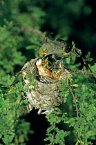White eyed vireo {Vireo griseus} removing fecal sac from nest with chicks in Huisache Tree, Welder Wildlife Refuge, Sinton, Texas, USA.