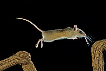 White-footed / Deer Mouse {Peromyscus leucopus} jumping, Welder Wildlife Refuge, Sinton, Texas, USA, June 2005