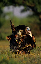 Wild turkey {Meleagris gallopavo} male displaying, Welder Wildlife Refuge, Sinton, Texas, USA.