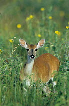 White tailed deer {Odocoileus virginianus} buck portrait, Welder Wildlife Refuge, Sinton, Texas, USA.