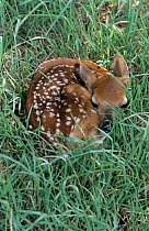 White tailed deer {Odocoileus virginianus} fawn camouflaged in grass, Welder Wildlife Refuge, Sinton, Texas, USA.