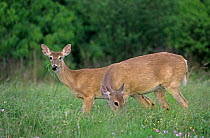 White tailed deer {Odocoileus virginianus} doe and buck eating, Welder Wildlife Refuge, Sinton, Texas, USA.