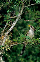 Yellow billed cuckoo {Coccyzus americanus} adult feeding young, Welder Wildlife Refuge, Sinton, Texas, USA.