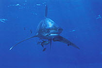 Oceanic whitetip shark {Carcharhinus longimanus} and Pilotfish {Naucrates ductor} Red Sea.