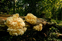 Coral Tooth Fungus (Hericium coralloides) on fallen log Bialowieza National Park, Poland