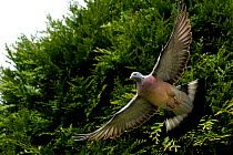 Wood Pigeon (Columba palumbus) flying, Somerset, UK