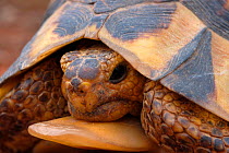 Bowsprit / Angulated tortoise {Chersina angulata}male, Little Karoo, South Africa