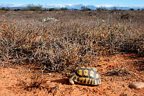 Bowsprit / Angulated tortoise {Chersina angulata}male in habitat,  Little Karoo, South Africa