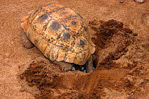 Leopard tortoise {Stigmochelys / Geochelone pardalis} filling in nest hole, Oudtshoorn, Little Karoo, South Africa