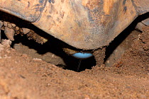 Leopard tortoise (Stigmochelys / Geochelone pardalis) laying egg in nest hole, Oudtshoorn, Little Karoo, South Africa