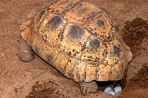 Leopard tortoise (Stigmochelys / Geochelone pardalis) laying eggs in nest hole, Oudtshoorn, Little Karoo, South Africa