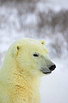 Polar bear portrait {Ursus maritimus} Cape Churchill, Canada.