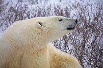 Polar bear {Ursus maritimus} sniffing, Cape Churchill, Canada.