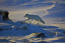 Arctic fox {Vulpes / Alopex lagopus} walking profile, Cape Churchill, Canada.