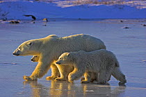 Polar bear {Ursus maritimus} mother and cubs walking on ice, Cape Churchill, Canada.