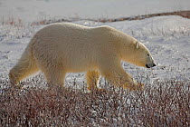 Polar bear {Ursus maritimus} walking, Cape Churchill, Canada.