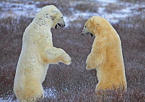 Polar bears {Ursus maritimus} play-fighting, Cape Churchill, Canada.
