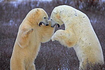 Polar bears {Ursus maritimus} play-fighting, Cape Churchill, Canada.