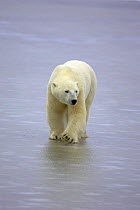 Polar bear {Ursus maritimus} walking on ice, Cape Churchill, Canada.
