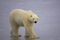 Polar bear {Ursus maritimus} walking on ice, Cape Churchill, Canada.