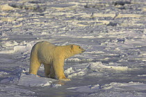 Polar bear {Ursus maritimus} walking on sea ice, Cape Churchill, Canada.