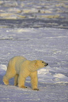 Polar bear {Ursus maritimus} walking on sea ice, Cape Churchill, Canada.