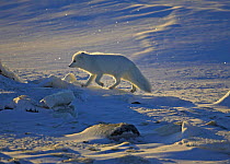 Arctic fox {Vulpes / Alopex lagopus} running on frozen kelp bed, Cape Churchill, Canada.