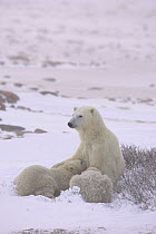 Polar Bear {Ursus maritimus} mother suckling year-old cubs, Cape Churchill, Canada