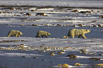 Polar Bear {Ursus maritimus} mother and year-old cubs walking, Cape Chruchill, Canada.