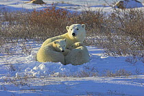 Polar Bear {Ursus maritimus} mother & cubs, Cape Churchill, Canada.