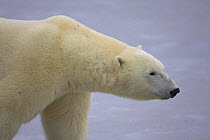 Polar Bear {Ursus maritimus} head profile, Cape Churchill, Canada.