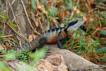 Lesuer's / Eastern Water Dragon, southern form {Physignathus lesueurii} Lane Cove NP, New South Wales, Australia