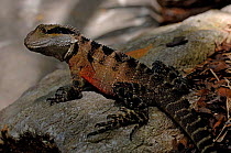 Lesuer's / Eastern Water Dragon, southern form {Physignathus lesueurii} Sydney Chinese Gardens, New South Wales, Australia