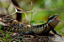 Lesuer's / Eastern Water Dragon, southern form {Physignathus lesueurii} mouth open, tongue exposed, emerging from burrow to warm up, Lane Cove NP, New South Wales, Australia