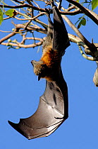 Grey-headed Flying-fox (Pteropus poliocephalus) hanging from tree branch with wing open, Sydney Botanical Gardens, New South Wales, Australia