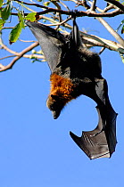 Grey-headed Flying-fox (Pteropus poliocephalus) hanging from tree branch with wing open, Sydney Botanical Gardens, New South Wales, Australia