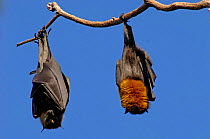 Grey-headed Flying-fox (Pteropus poliocephalus)  roosting with wings wrapped around body, Sydney Botanical Gardens, New South Wales, Australia