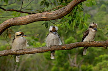 Laughing Kookaburras {Dacelo novaeguineae} three adults sitting on branch of Eucalyptus tree, Lane Cove NP, New South Wales, Australia
