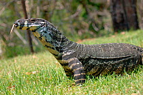Variegated / Lace monitor lizard {Varanus varius} flicking tongue, 2m long, Lane Cove NP, New South Wales, Australia
