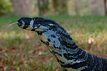 Variegated / Lace monitor lizard {Varanus varius} flicking tongue, 2m long, Lane Cove NP, New South Wales, Australia