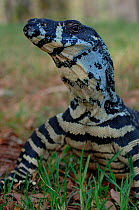 Variegated / Lace monitor lizard {Varanus varius}  Lane Cove NP, New South Wales, Australia