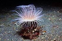 Tube anemone {Cerianthidae} Lembeh Strait, North Sulawesi, Indonesia.
