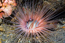 Tube anemone {Cerianthidae} Lembeh Strait, North Sulawesi, Indonesia.
