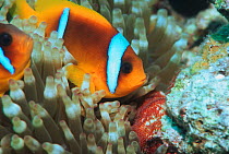 Red Sea / Two-bar anemonefish (Amphiprion bicinctus) guards egg patch on rock next to host anemone. Egypt, Red Sea.