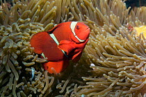 Spine-cheeked anemonefish (Premnas biaculeatus)Lembeh Strait, North Sulawesi, Indonesia.