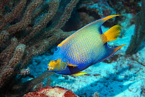 Queen angelfish (Holacanthus ciliaris) Bonaire,  Caribbean
