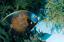 French angelfish (Pomacanthus paru) Bonaire, Caribbean