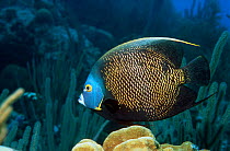 French angelfish (Pomacanthus paru) Bonaire, Caribbean
