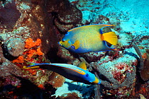 Queen angelfish (Holacanthus ciliaris). Bonaire,  Caribbean